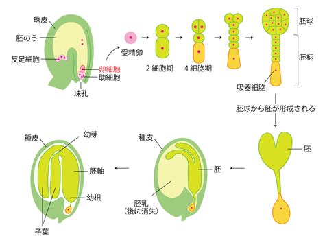 子房 成長|子房